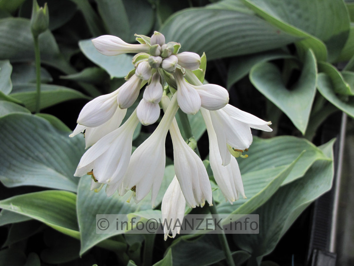 Hosta Hybride Mollies Blaue 07.JPG